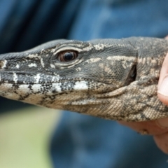 Varanus rosenbergi (Heath or Rosenberg's Monitor) at Mount Clear, ACT - 15 Dec 2017 by DonFletcher