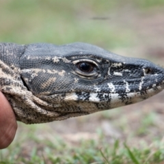 Varanus rosenbergi at Namadgi National Park - 15 Dec 2017