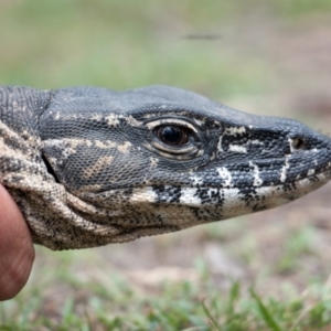 Varanus rosenbergi at Namadgi National Park - suppressed