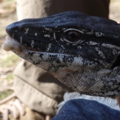 Varanus rosenbergi at Namadgi National Park - suppressed