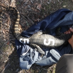 Varanus rosenbergi at Namadgi National Park - 15 Dec 2017