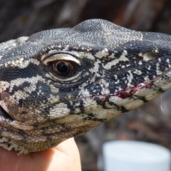 Varanus rosenbergi (Heath or Rosenberg's Monitor) at Booth, ACT - 15 Dec 2017 by DonFletcher