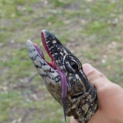 Varanus rosenbergi at Namadgi National Park - 15 Dec 2017