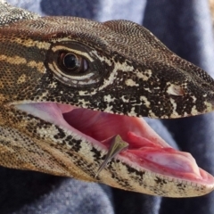 Varanus rosenbergi (Heath or Rosenberg's Monitor) at Booth, ACT - 15 Dec 2017 by DonFletcher