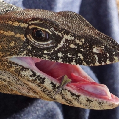 Varanus rosenbergi (Heath or Rosenberg's Monitor) at Booth, ACT - 15 Dec 2017 by DonFletcher