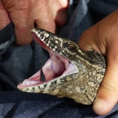 Varanus rosenbergi at Namadgi National Park - suppressed