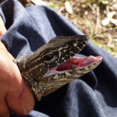 Varanus rosenbergi at Namadgi National Park - suppressed