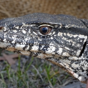 Varanus rosenbergi at Namadgi National Park - suppressed