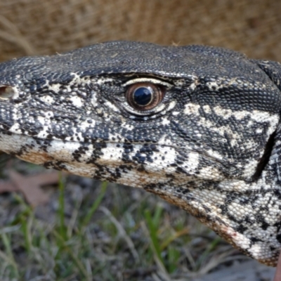 Varanus rosenbergi (Heath or Rosenberg's Monitor) at Mount Clear, ACT - 7 Dec 2018 by DonFletcher