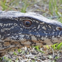 Varanus rosenbergi at Namadgi National Park - suppressed