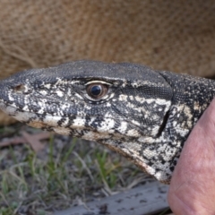 Varanus rosenbergi at Namadgi National Park - 7 Dec 2018