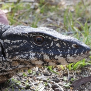 Varanus rosenbergi at Namadgi National Park - 7 Dec 2018