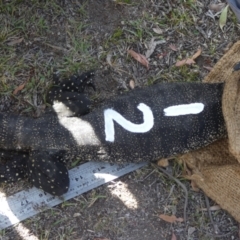 Varanus rosenbergi at Namadgi National Park - 7 Dec 2018