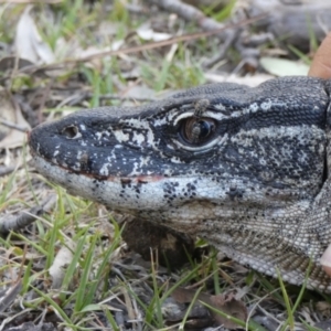 Varanus rosenbergi at Namadgi National Park - suppressed