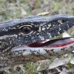 Varanus rosenbergi at Namadgi National Park - suppressed