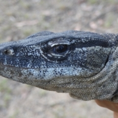 Varanus rosenbergi (Heath or Rosenberg's Monitor) at Mount Clear, ACT - 7 Dec 2018 by DonFletcher