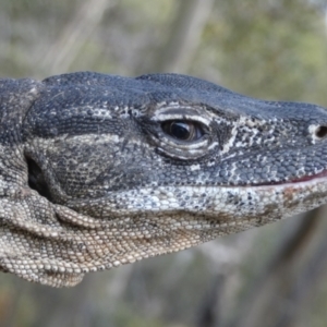 Varanus rosenbergi at Namadgi National Park - suppressed