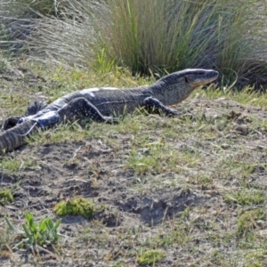 Varanus rosenbergi at Namadgi National Park - suppressed