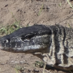 Varanus rosenbergi at Namadgi National Park - suppressed