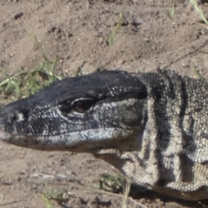 Varanus rosenbergi at Namadgi National Park - 7 Dec 2018