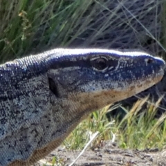 Varanus rosenbergi at Namadgi National Park - suppressed