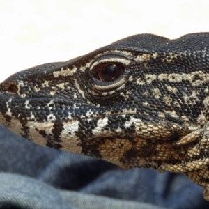 Varanus rosenbergi at Namadgi National Park - 11 Jan 2019