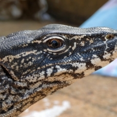 Varanus rosenbergi at Namadgi National Park - suppressed