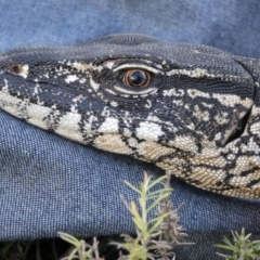 Varanus rosenbergi (Heath or Rosenberg's Monitor) at Mount Clear, ACT - 13 Jan 2019 by DonFletcher