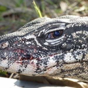 Varanus rosenbergi at Namadgi National Park - suppressed