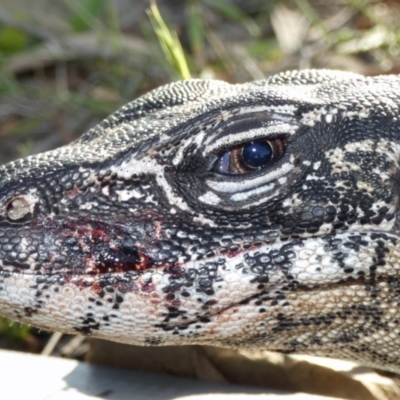 Varanus rosenbergi (Heath or Rosenberg's Monitor) at Mount Clear, ACT - 13 Jan 2019 by DonFletcher