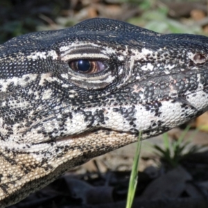 Varanus rosenbergi at Namadgi National Park - 13 Jan 2019