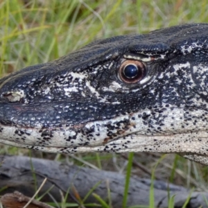 Varanus rosenbergi at Namadgi National Park - 15 Feb 2019