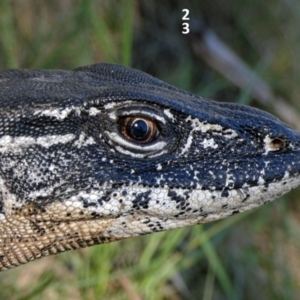 Varanus rosenbergi at Namadgi National Park - suppressed