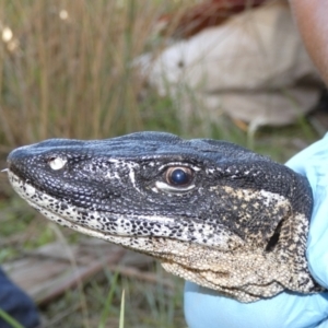 Varanus rosenbergi at Namadgi National Park - suppressed