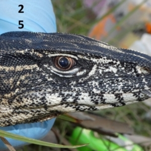 Varanus rosenbergi at Namadgi National Park - suppressed