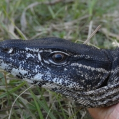 Varanus rosenbergi at Namadgi National Park - suppressed