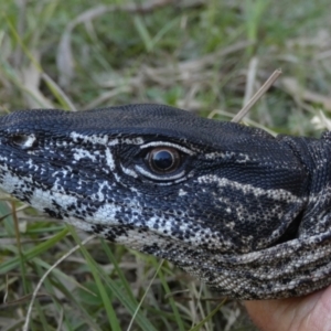 Varanus rosenbergi at Namadgi National Park - suppressed