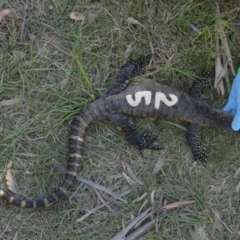 Varanus rosenbergi at Namadgi National Park - suppressed