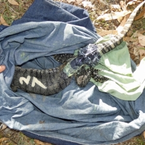 Varanus rosenbergi at Namadgi National Park - suppressed