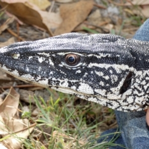 Varanus rosenbergi at Namadgi National Park - 12 Mar 2019