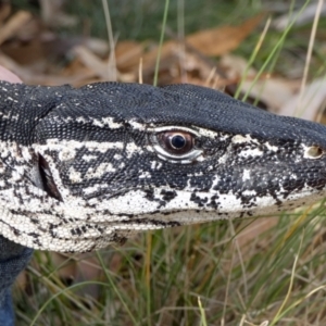 Varanus rosenbergi at Namadgi National Park - 12 Mar 2019