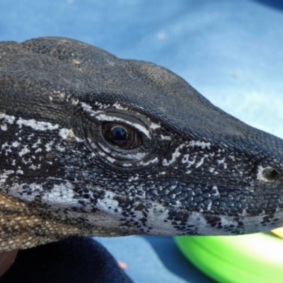 Varanus rosenbergi (Heath or Rosenberg's Monitor) at Booth, ACT - 15 Mar 2019 by DonFletcher