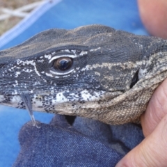 Varanus rosenbergi at Namadgi National Park - suppressed