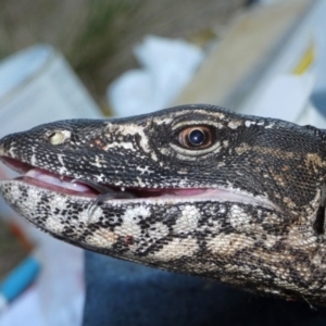 Varanus rosenbergi at Namadgi National Park - 26 Mar 2019