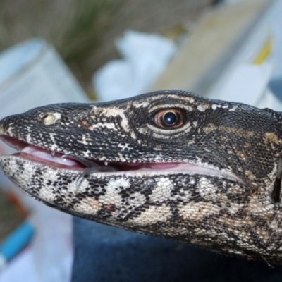 Varanus rosenbergi (Heath or Rosenberg's Monitor) at Mount Clear, ACT - 26 Mar 2019 by DonFletcher