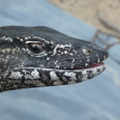 Varanus rosenbergi at Namadgi National Park - 26 Mar 2019