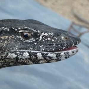 Varanus rosenbergi at Namadgi National Park - suppressed