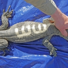 Varanus rosenbergi (Heath or Rosenberg's Monitor) at Booth, ACT - 25 Sep 2019 by DonFletcher