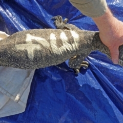 Varanus rosenbergi at Namadgi National Park - 25 Sep 2019