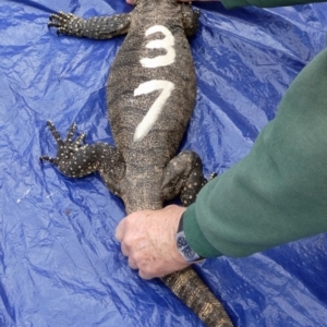 Varanus rosenbergi at Namadgi National Park - 10 Oct 2019